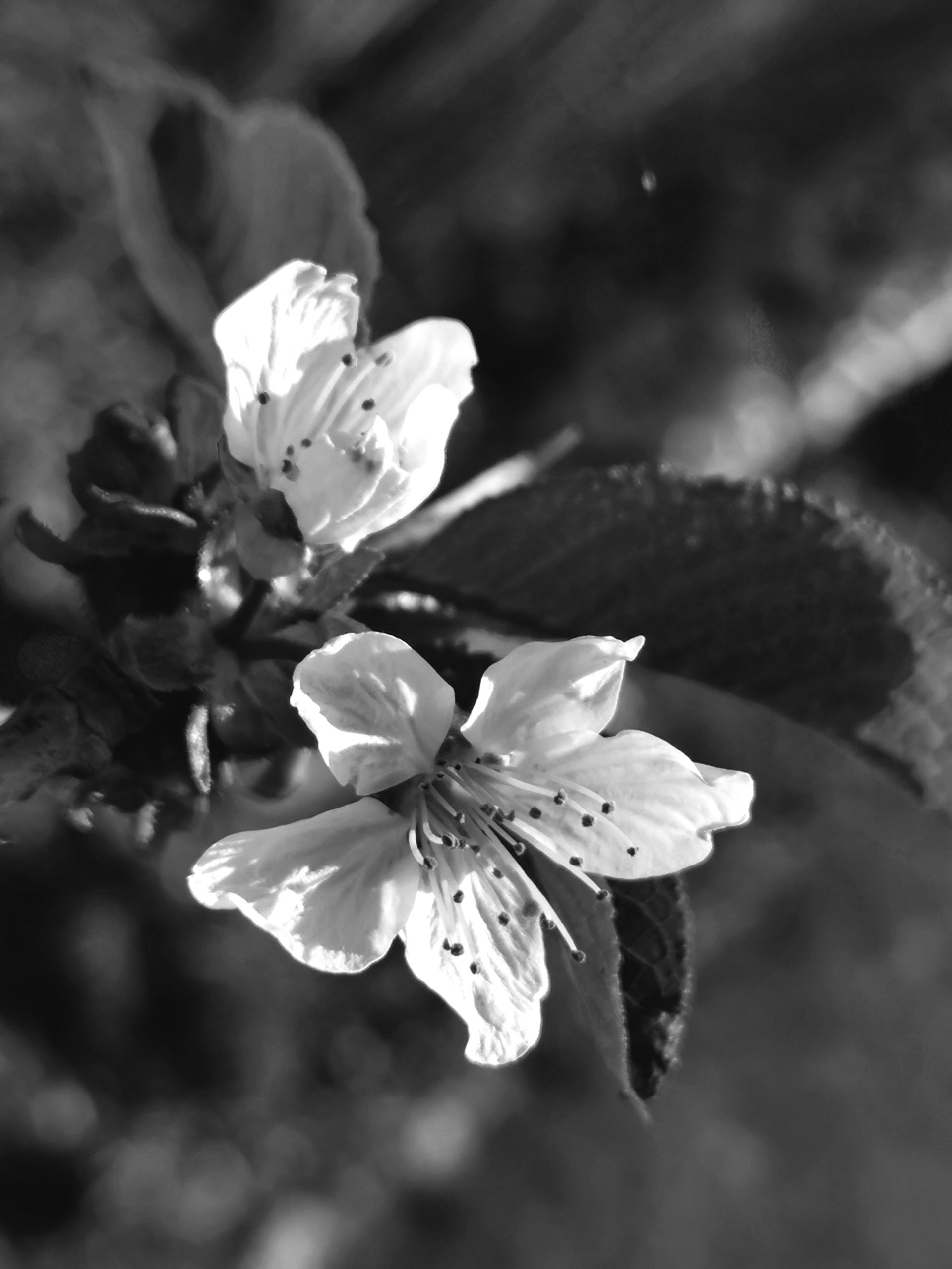Wandbild - Blüte