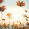 Wandbild Blumenfeld im Sonnenlicht