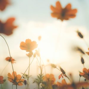 Wandbild Blumenfeld im Sonnenlicht