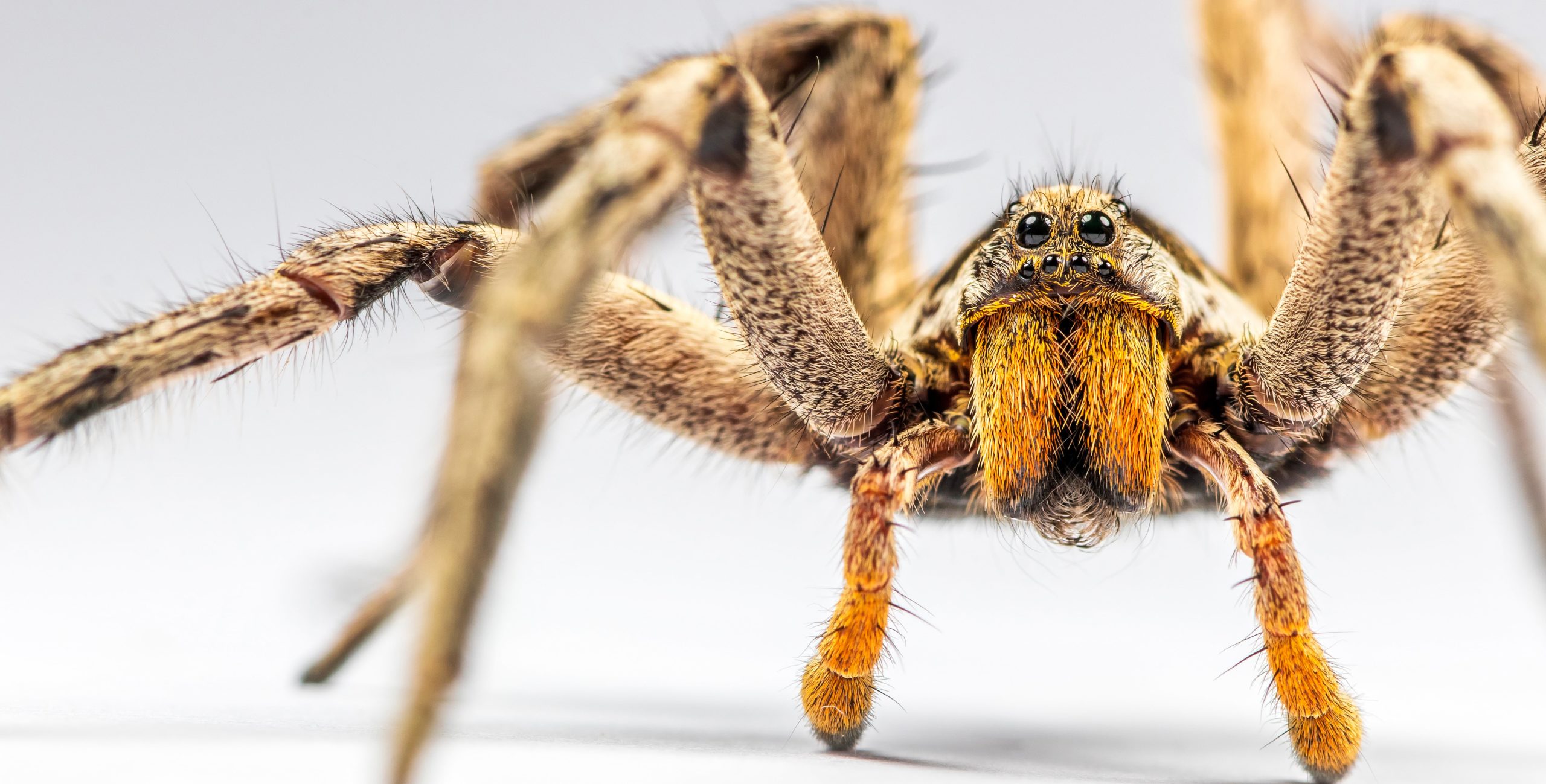 Wandbild - Spinne vor dem Angriff