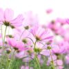 Wandbild - Zarte Blumen auf einem Feld