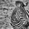 Wandbild - Zebra im Sonnenlicht