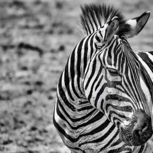 Wandbild - Zebra im Sonnenlicht
