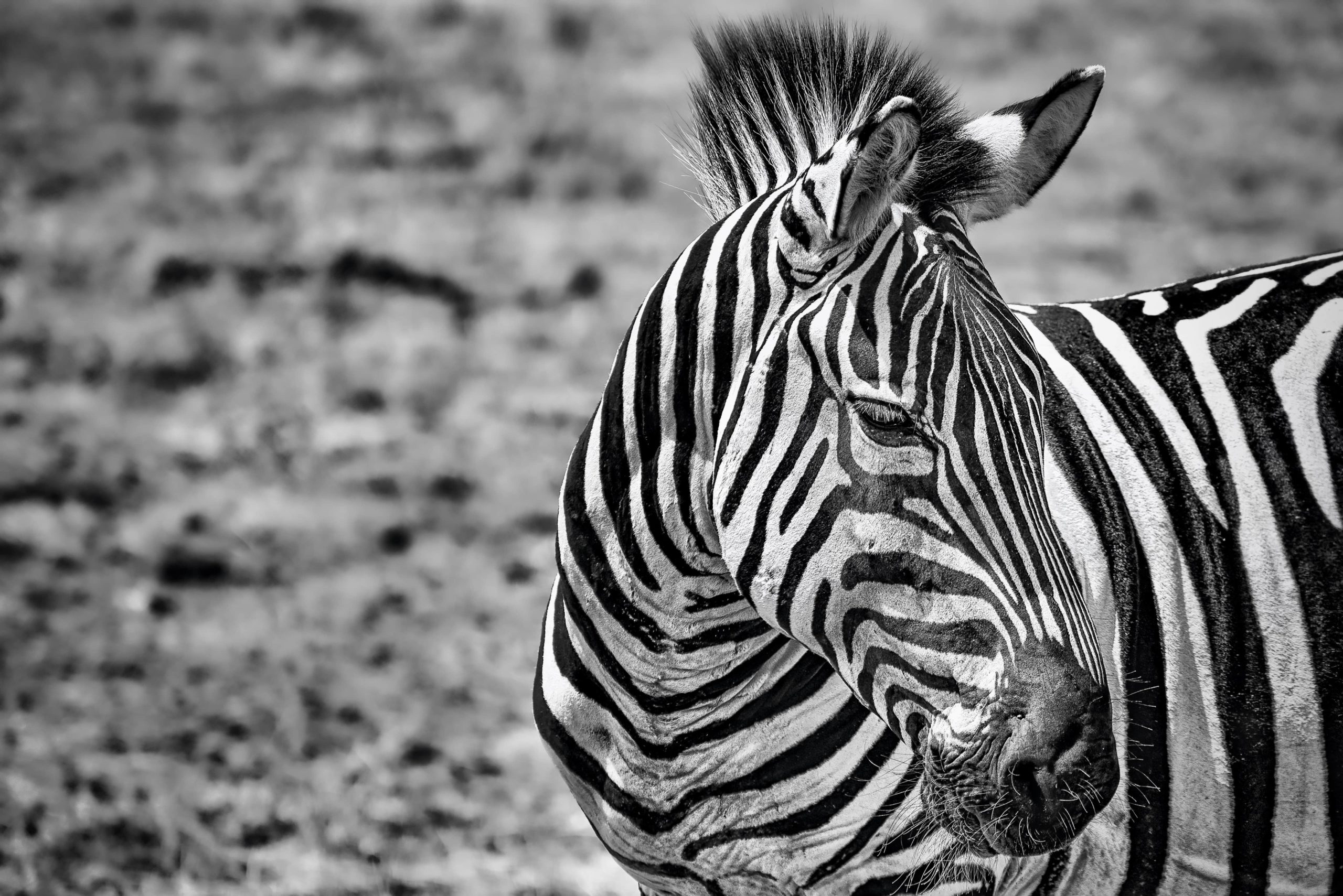 Wandbild - Zebra im Sonnenlicht