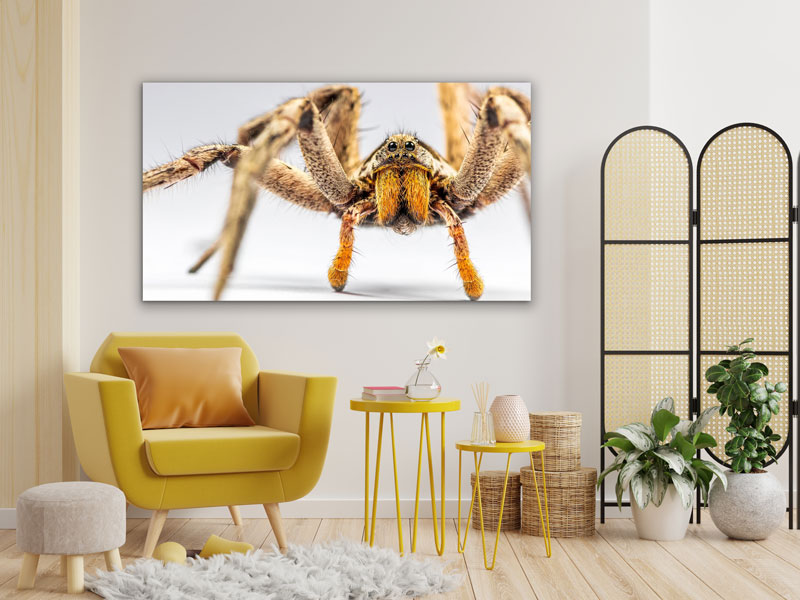 Wandbild einzigartig und modern - Spinne vor dem Angriff, 60 x 90 cm bis 120 x 180 cm – Bild 3