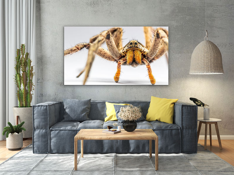 Wandbild einzigartig und modern - Spinne vor dem Angriff, 60 x 90 cm bis 120 x 180 cm – Bild 2