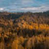 Wandbild Wald im Herbst
