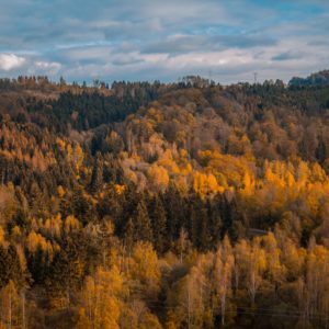 Wandbild Wald im Herbst