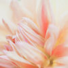 Wandbild Rosa Blume
