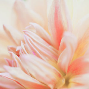 Wandbild Rosa Blume