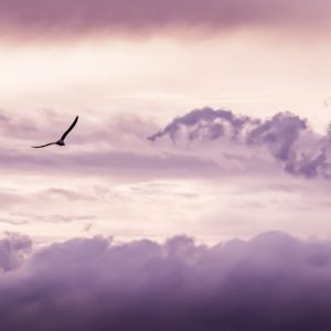 Wandbild - Möven über den Wolken