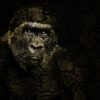 Wandbild Gorilla