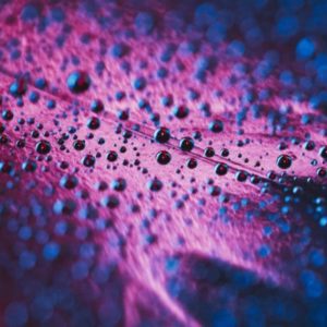 Wandbild Blaue Wassertropfen