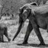 Wandbild-Elefant-mit-Baby-auf-Wanderung-Graustufen