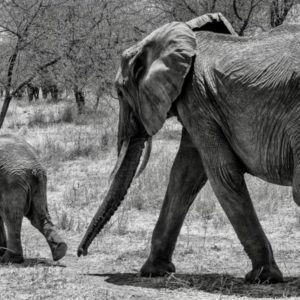 Wandbild-Elefant-mit-Baby-auf-Wanderung-Graustufen