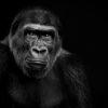 Wandbild Gorilla Graustufenbild