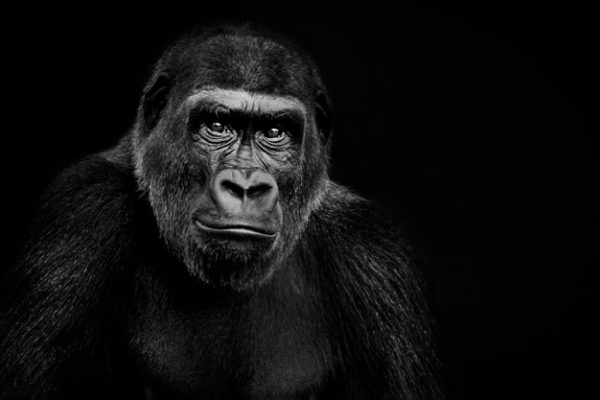 Wandbild Gorilla Graustufenbild