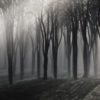 Wandbild Nebliger Wald