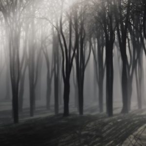Wandbild Nebliger Wald