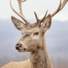 Wandbild-Hirsch-Nahaufnahme_Komprimiert-scaled.jpg