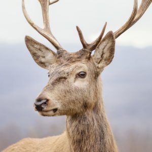 Wandbild-Hirsch-Nahaufnahme_Komprimiert-scaled.jpg